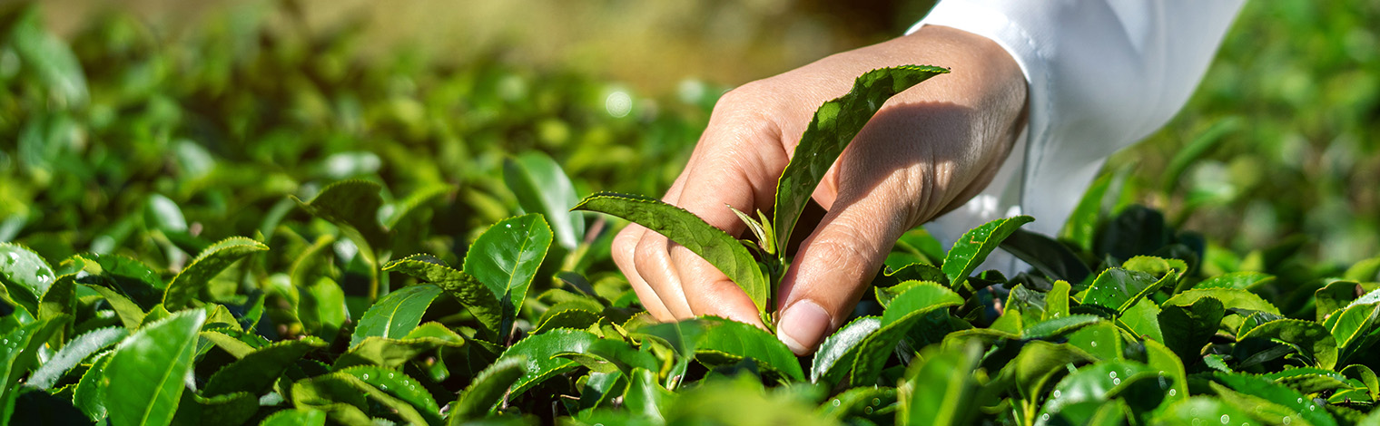 Японская косметика и 10 полезных свойств зеленого чая 